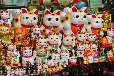 Китайский котик