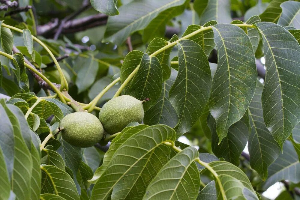 Сколько растет орех. Орех грецкий (Juglans Regia). Грецкий орех сорт Астаховский. Грецкий орех идеал. Сибирский грецкий орех дерево.