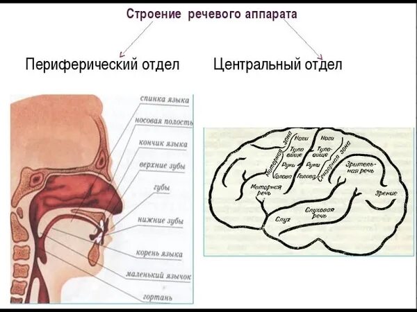 Строение речевого аппарата таблица. Периферический отдел речевого аппарата. строение центрального речевого аппарата.