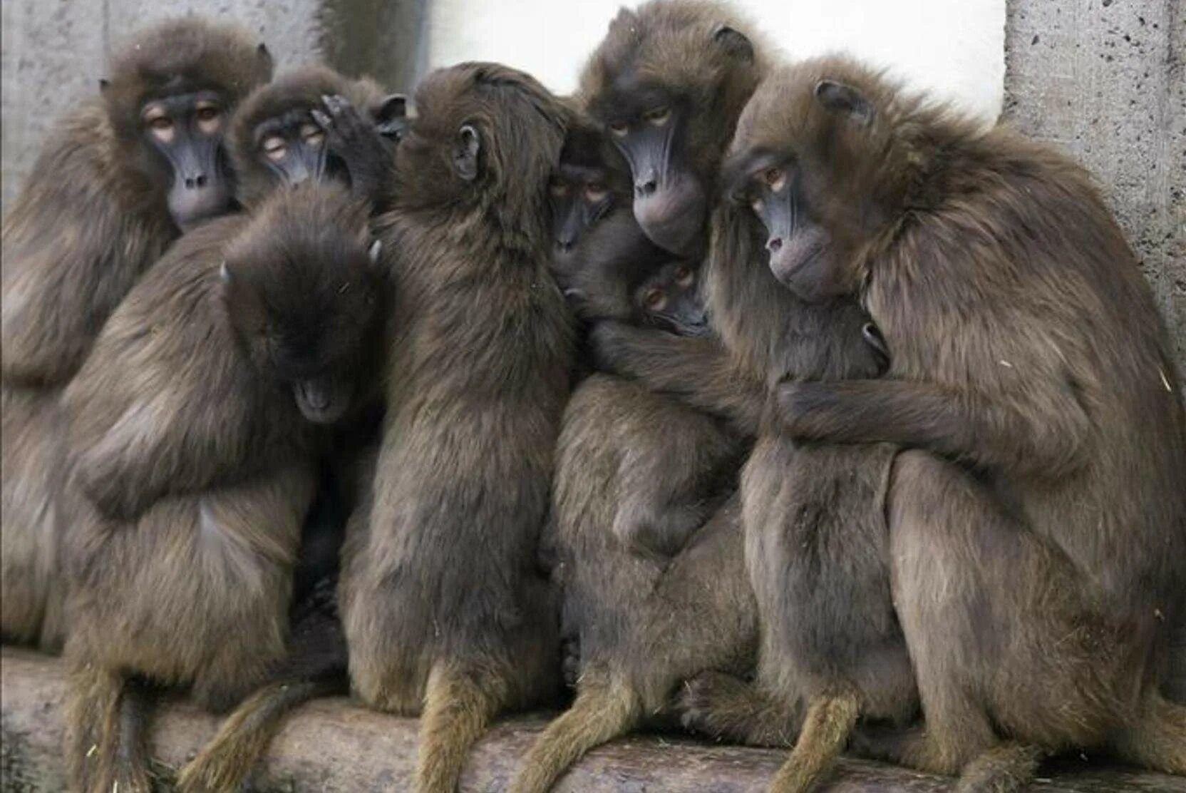 Отдел обезьяна. Стая обезьян. Стая мартышек. Толпа обезьян. Стая шимпанзе.
