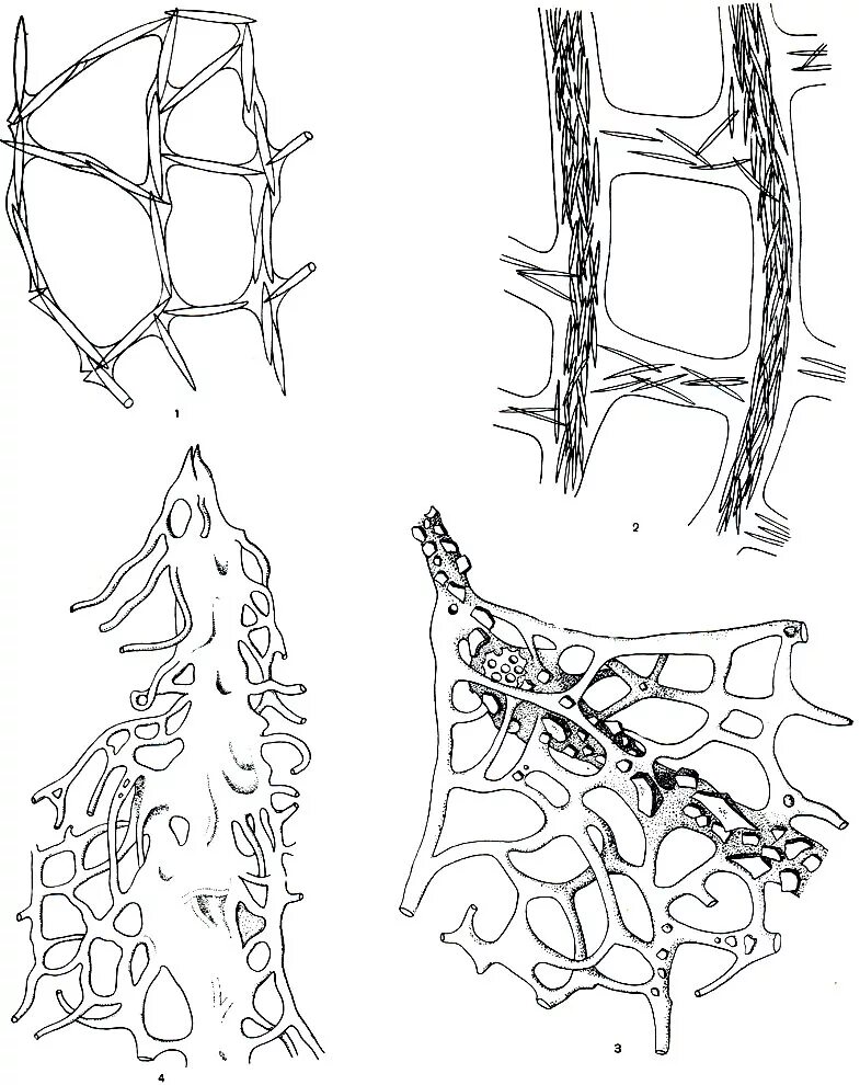 Отряд Cornacuspongida - Кремнероговые губки. Губка бадяга строение. Строение Спикул бадяги. Пресноводная губка бодяга строение.