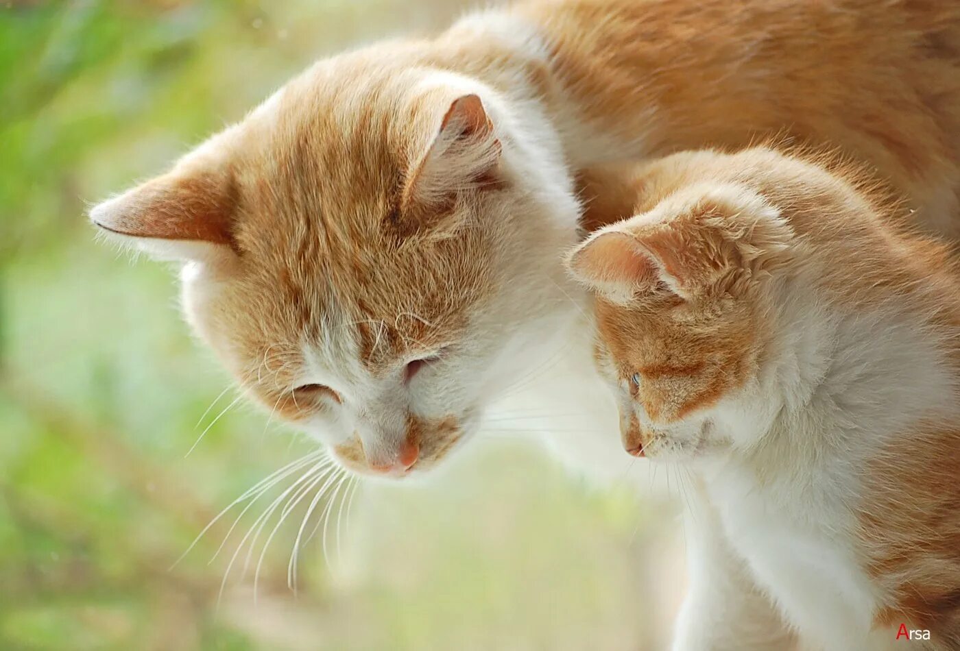 Мама кошка и папа кот. Папа кошечка. Мама кошка и папа кот. Кролята с мамойи папой. Рыжий кот с кошкой.