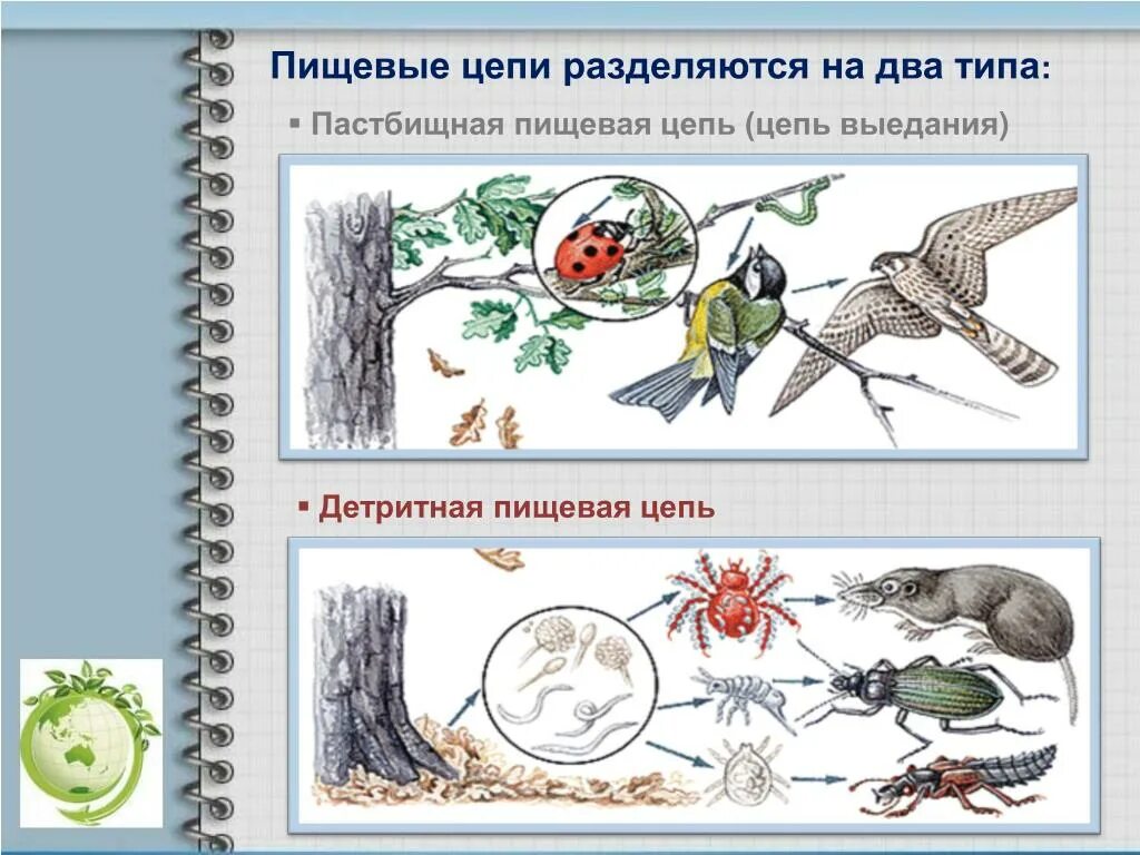 Пастбищная цепь состоит из. Пищевая цепочка выедания. пастбищная цепь и цепь выедания. детритная цепь питания цепь выедания. пищевую цепочку выедания ( пастбищную)\.