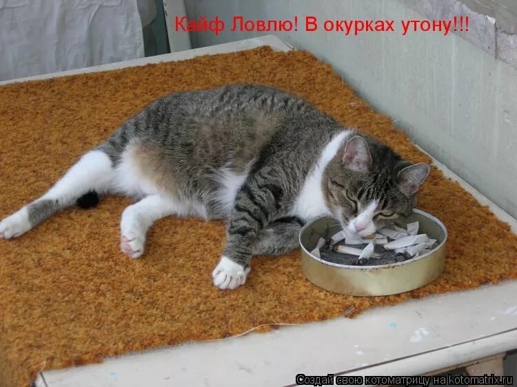 Konfuz кайф. Konfuz кайф ты поймала. кружка ловлю кайф, не мешай. кайфы ловлю. кайфы ловлю.