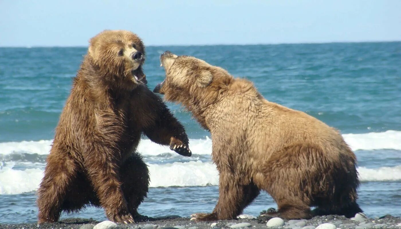 Бурый медведь Кадьяк. Аляскинский бурый медведь Кадьяк. Остров Кадьяк бурый медведь. Аляскинский медведь Кадьяк.