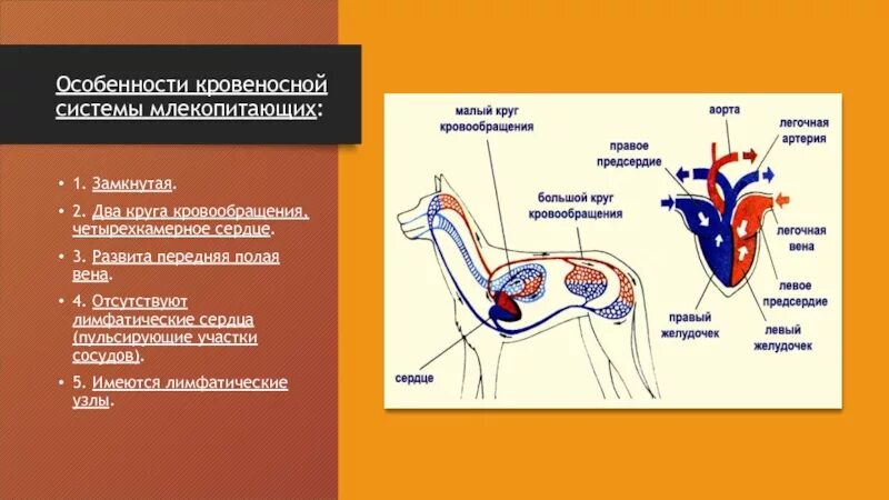 Второй круг кровообращения возник. Кровеносная система млекопитающих. Кровеносная система млекопитающих два круга кровообращения. Вены млекопитающих. Кровеносная система млекопитающих замкнутая.