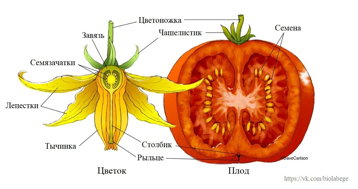 Внутри плодов созревают. Строение плода томата. Строение плода помидора. Строение плода томата схема. Строение цветка томата.