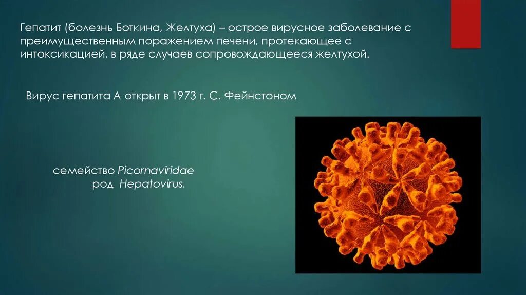 Острый вирусный гепатит. Гепатит а болезнь Боткина. Вирус гепатита в.