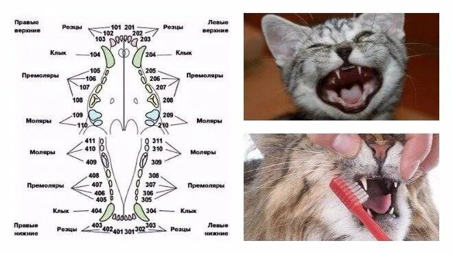 В каком возрасте у котенка меняются зубы. Зубы у кошек по возрасту таблица. молочные кошачьи зубы схема.