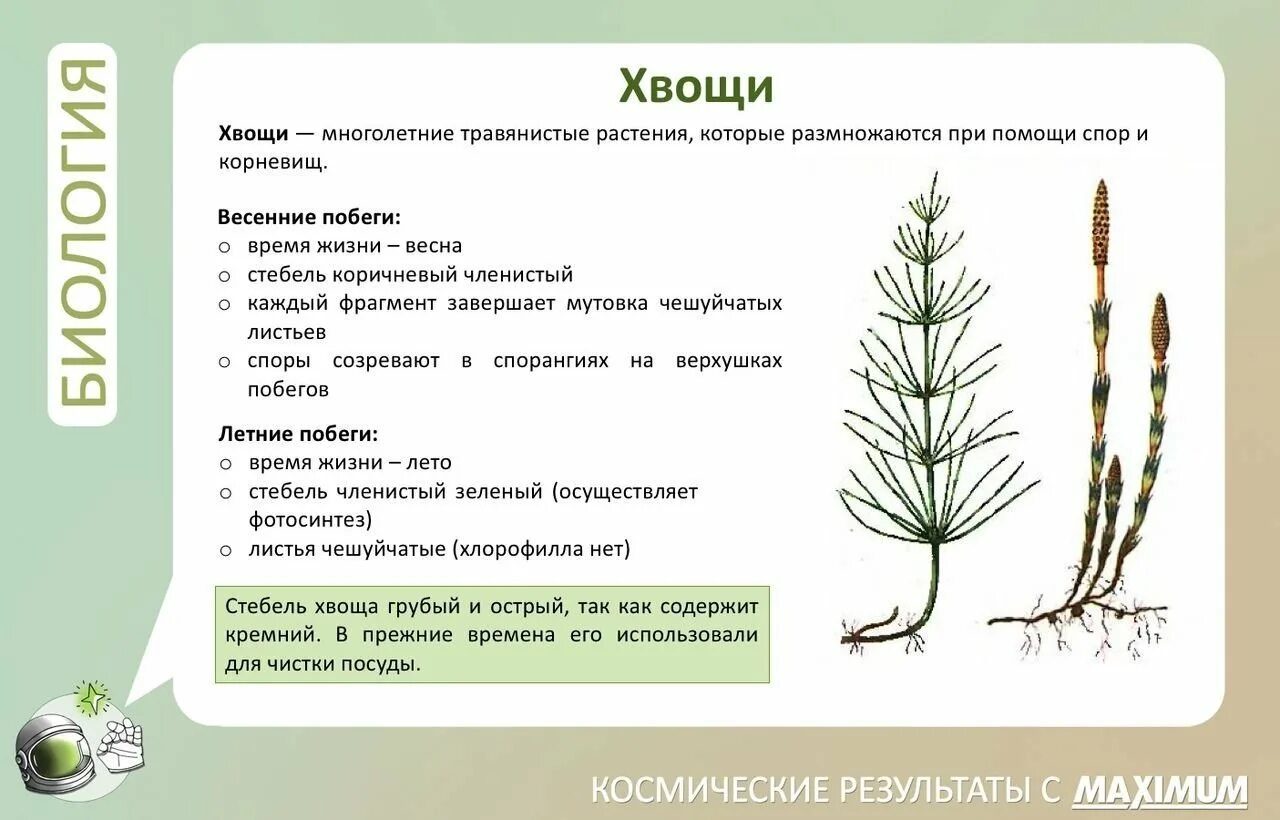 Каковы различия между плаунами и хвощами. Весенний побег хвоща строение. Хвощ полевой Хвощевидные. Хвощ полевой весенние и летние побеги строение. Строение весеннего побега хвоща полевого.