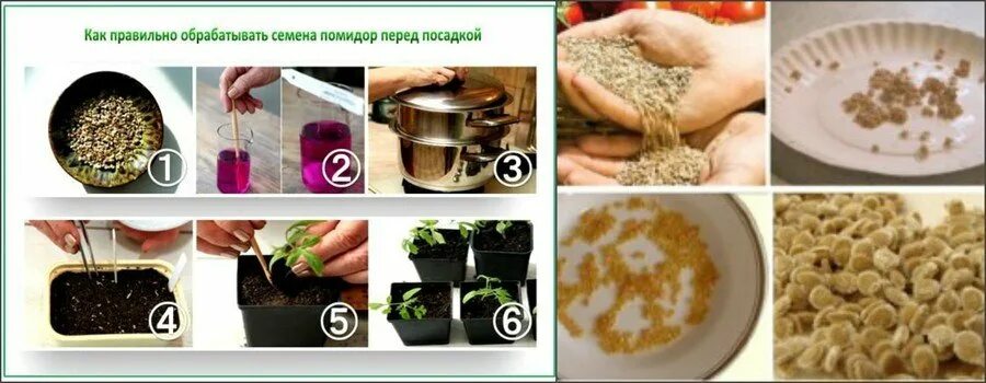 Как проверить семена помидор. Подготовка семян томата к посеву. подготовка семян томатов для рассады. семена томатов подготовка к посеву на рассаду. посадка обработанных семян томатов.