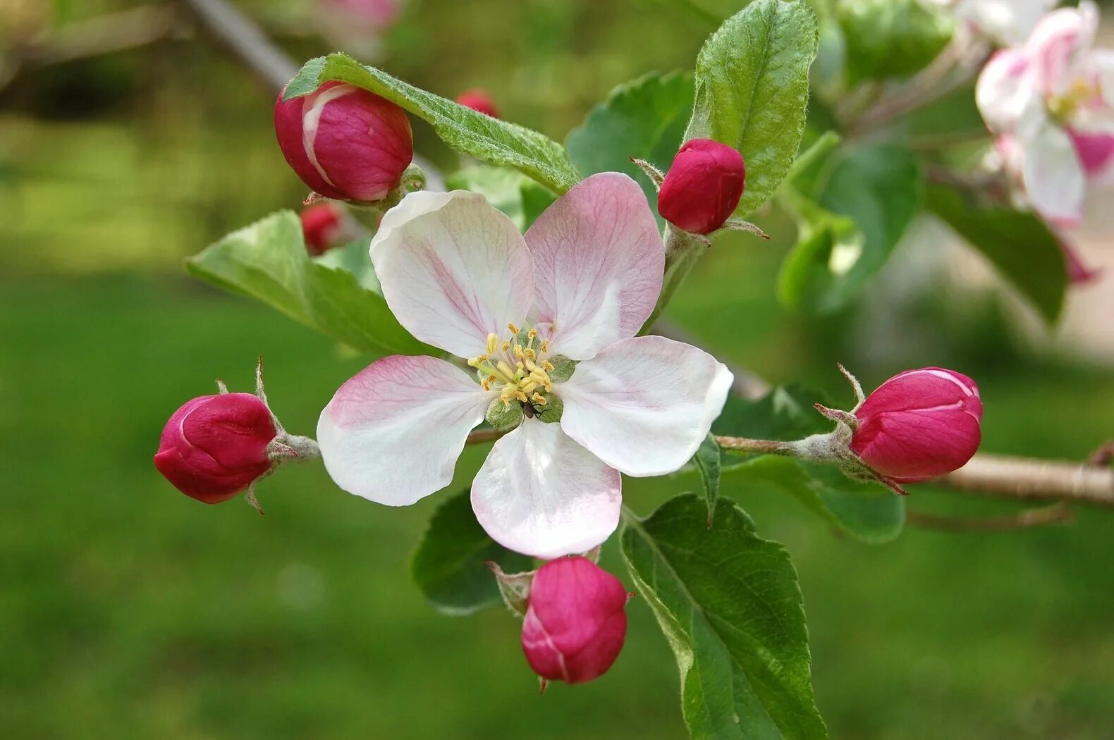 Цветет а плодов нет. Яблоня маяк загорья. яблоневый цвет (malus domestica). род яблоня – malus. яблоня анабель цветет.