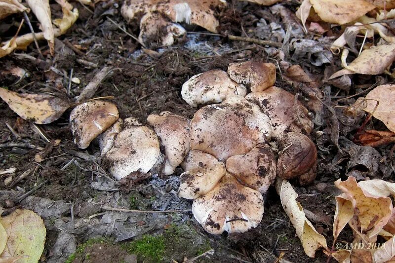 Подтопольники грибы. Рядовка тополевая tricholoma populinum. Грибы тополевки рядовки. Тополиная рядовка грибы. Подтопольник ( рядовка тополевая )грибы.