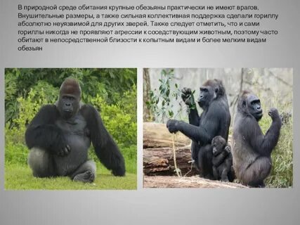 Обезьяна предложение