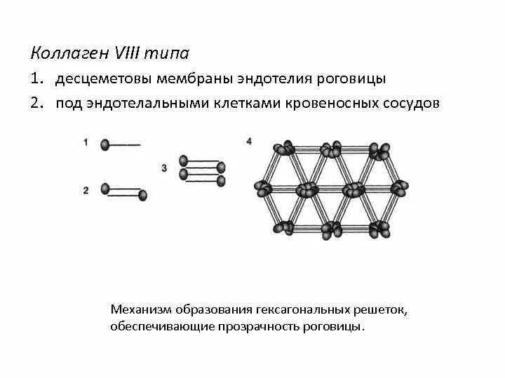 Тип 8 номер 23. Полиморфизм белков примеры. полиморфизм коллагена. типы полиморфизма. полиморфизм коллагеновых белков.