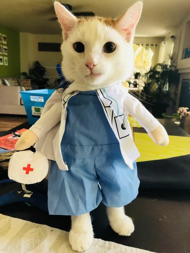 Pin em cats