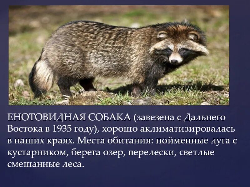 Енотовидная собака Дальний Восток. Енотовидная собака Донбасс. Животные красной книги Донбасса. Енотовидная собака красная книга