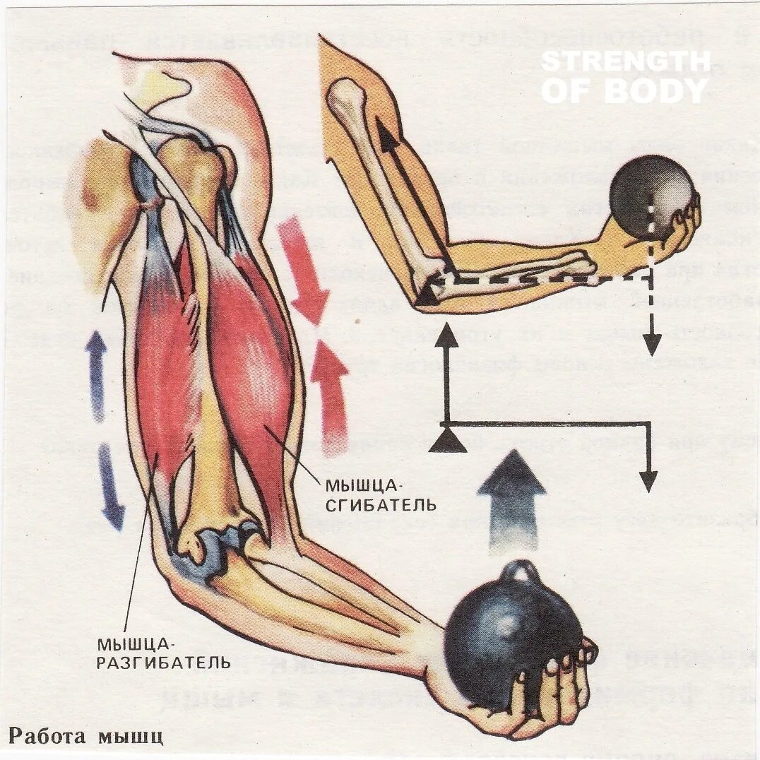 Работа мышцы зависит. Регуляция работы мышц антагонистов 8 класс. Работа мышц схема. Динамическая работа мышц. Динамическая работа скелетной мышцы.