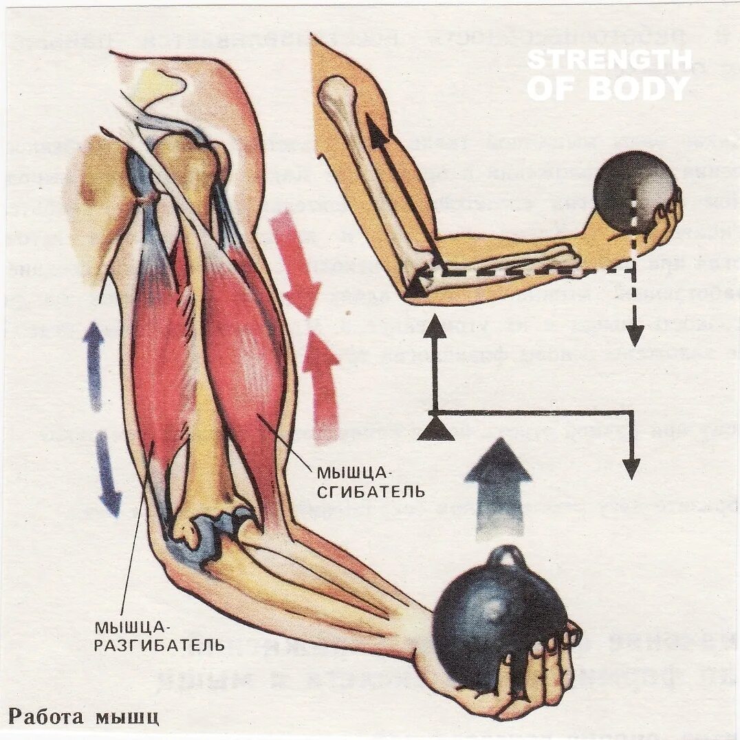 Регуляция работы мышц антагонистов 8 класс. Работа мышц схема. Динамическая работа мышц. Динамическая работа скелетной мышцы. Работа мышцы зависит