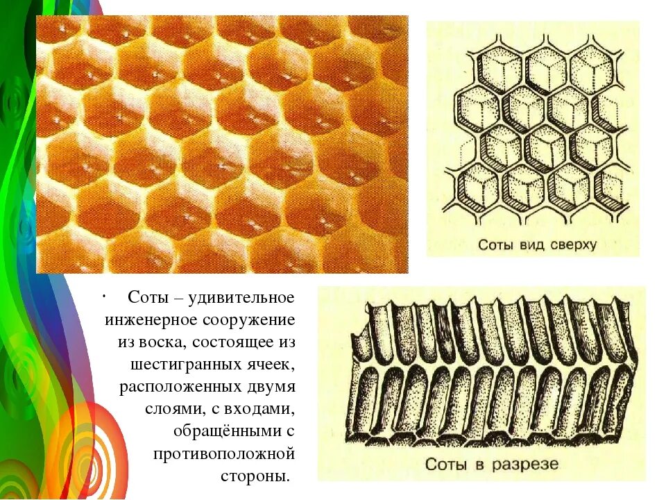 На рисунке изображены соты состоящие из. Соты пчел строение. пчелиные соты строение. пчелиные соты в разрезе. пчела соты разрез.