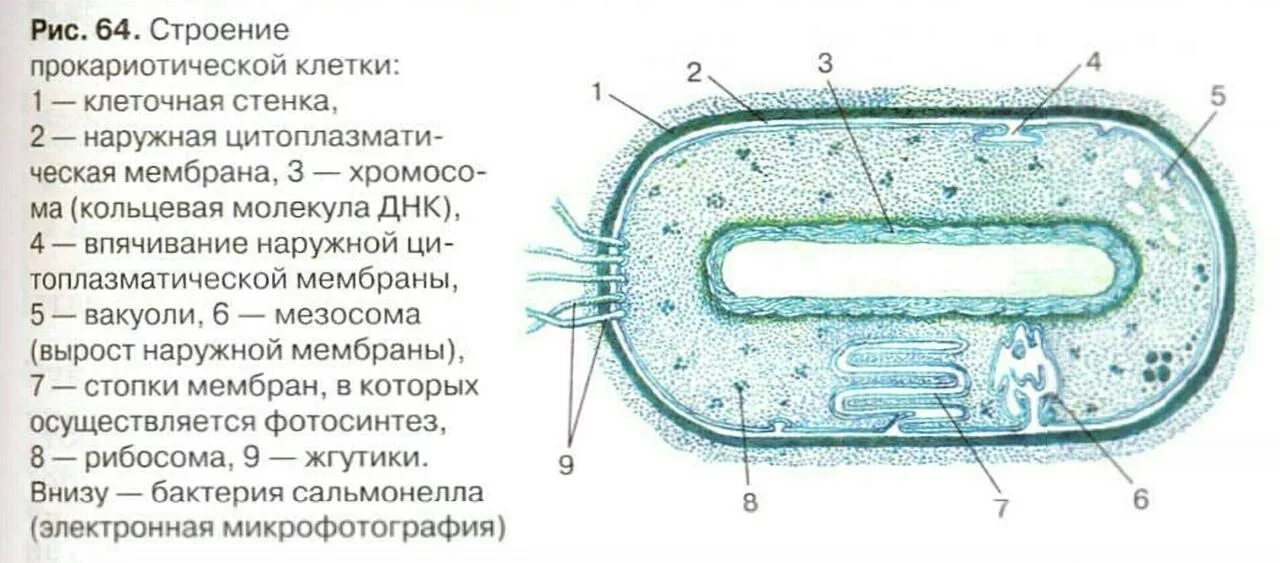 Бактерии содержит ядро. Мембрана прокариотической клетки. Структуры и органоиды бактериальной клетки. Цитоплазма бактериальной клетки схема. Строение бактериальной клетки органоиды.