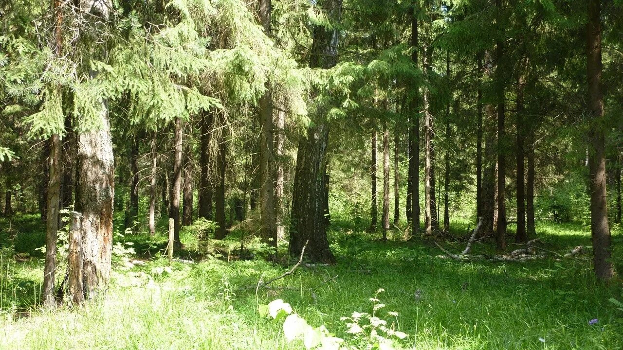 Растительный мир ивановской области. Куваевский лес Иваново. Лесов Ивановской области. Леса в Иваново.