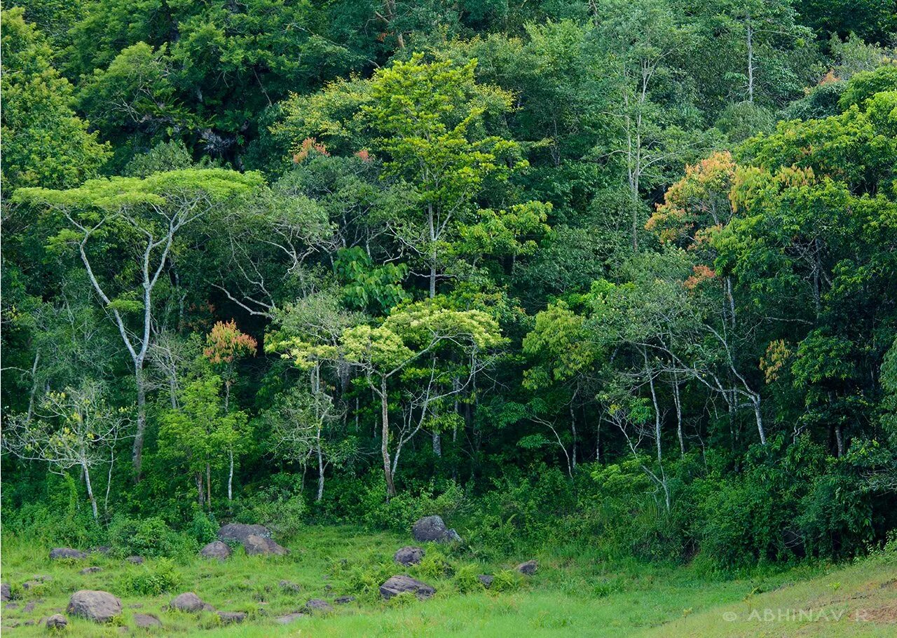 Жестколистные вечнозеленые леса Африки. Жестколистные вечнозеленые леса Австралии. Жнстколистные Лема Австралии. Жестколистный вечнозеленый лес.