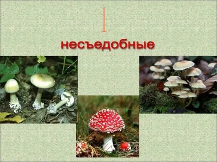 Царство грибы презентация 3 класс окружающий