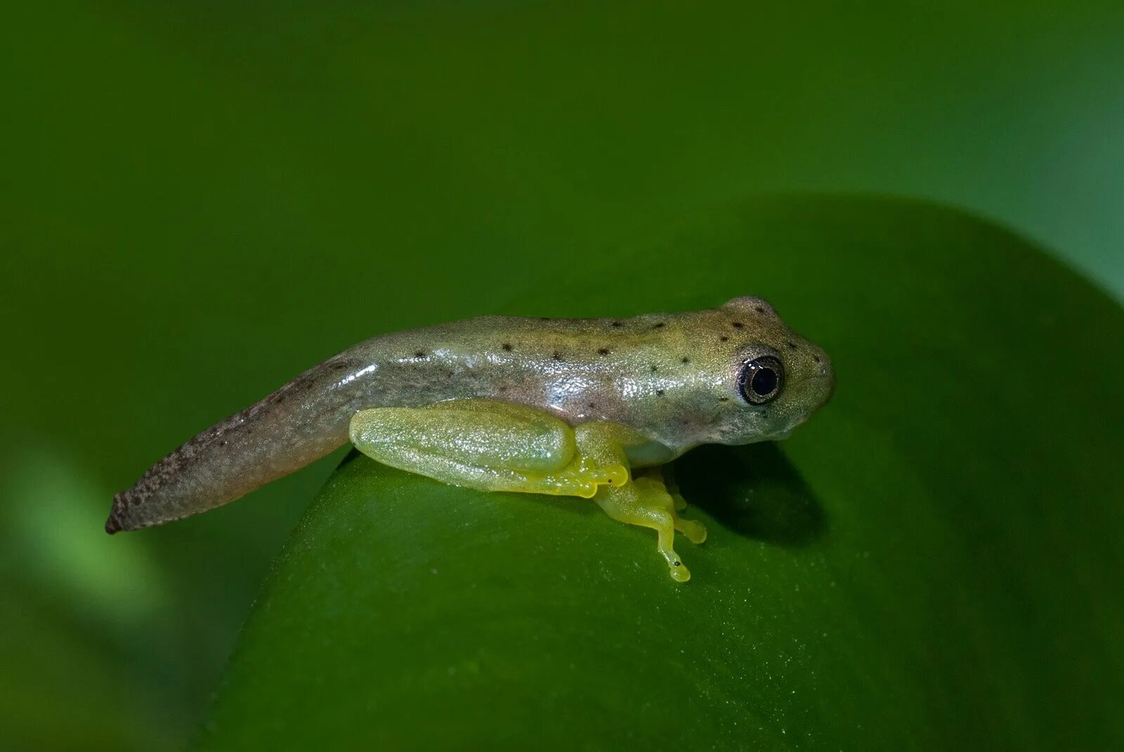 Личинка земноводных. Личинка земноводных. Обыкновенная квакша размножение. Схема развития головастика. Личинка земноводных.