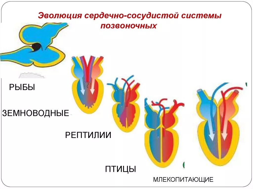 Эволюция органов кровеносной системы позвоночных животных. Схема эволюции кровеносной системы хордовых. Эволюция кровеносной системы позвоночных схема. Эволюция строение сердца позвоночных животных. Земноводные пресмыкающиеся млекопитающие строение кровеносной системы сходство