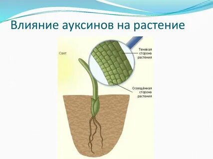 Ограничивающий рост растений