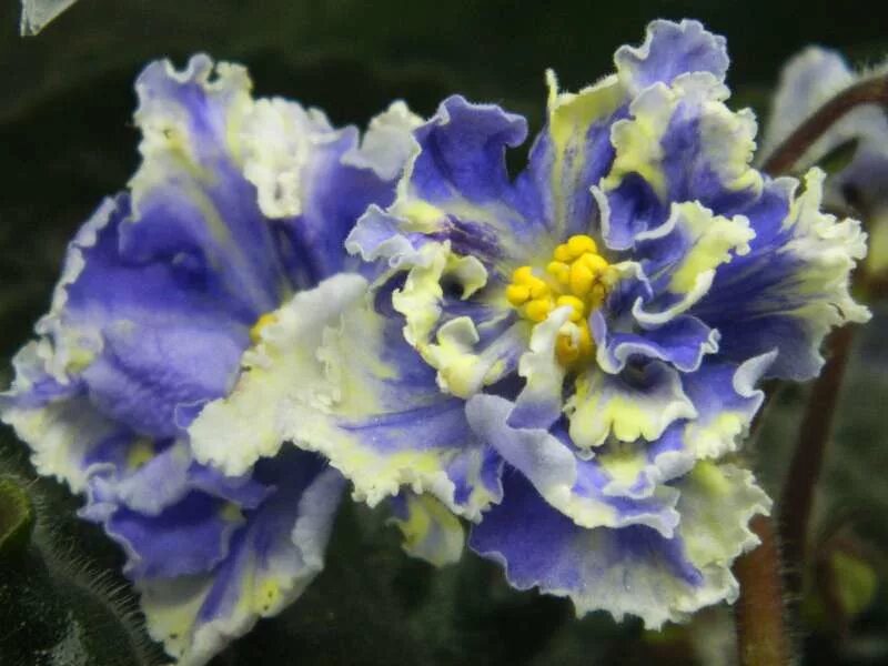 рс жар птица фиалка. сорт фиалки рс жар-птица. сорт фиалки рс жар-птица. фиалка fenix. сорт фиалки рс жар-птица.