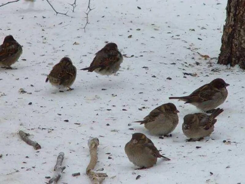 При низких температурах воздуха птицы распушают. Воробей зимой. Птицы голодают зимой. Воробей на снегу. Зимние птицы Воробей.