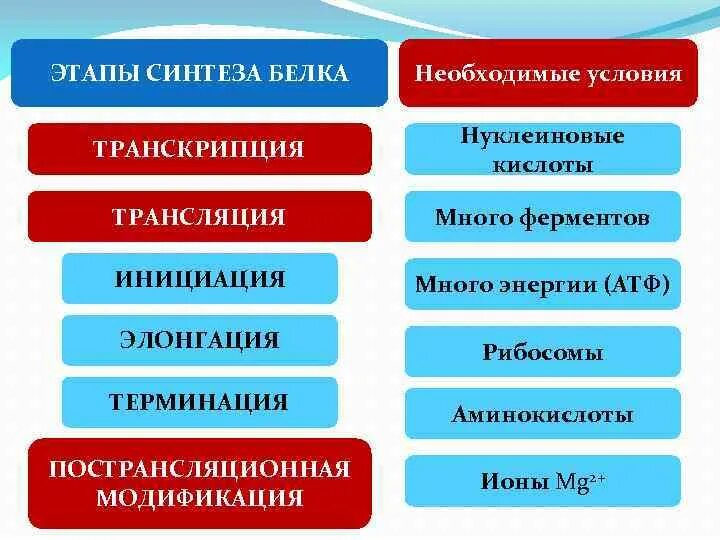 Синтез белка фаза. Этапы синтеза белка. Этапы синтеза белков. Основные этапы синтеза белка. Основные этапы биосинтеза белка.