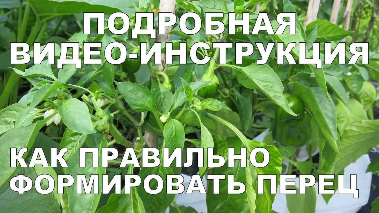 Формирование перцев в теплице. Формирование перца. формируем перцы. формирование перца в открытом грунте. перец формировать куст.