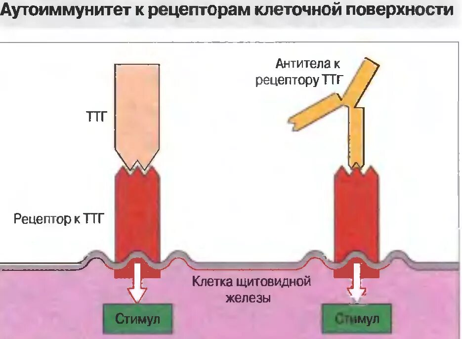 Ттг рецепторы это