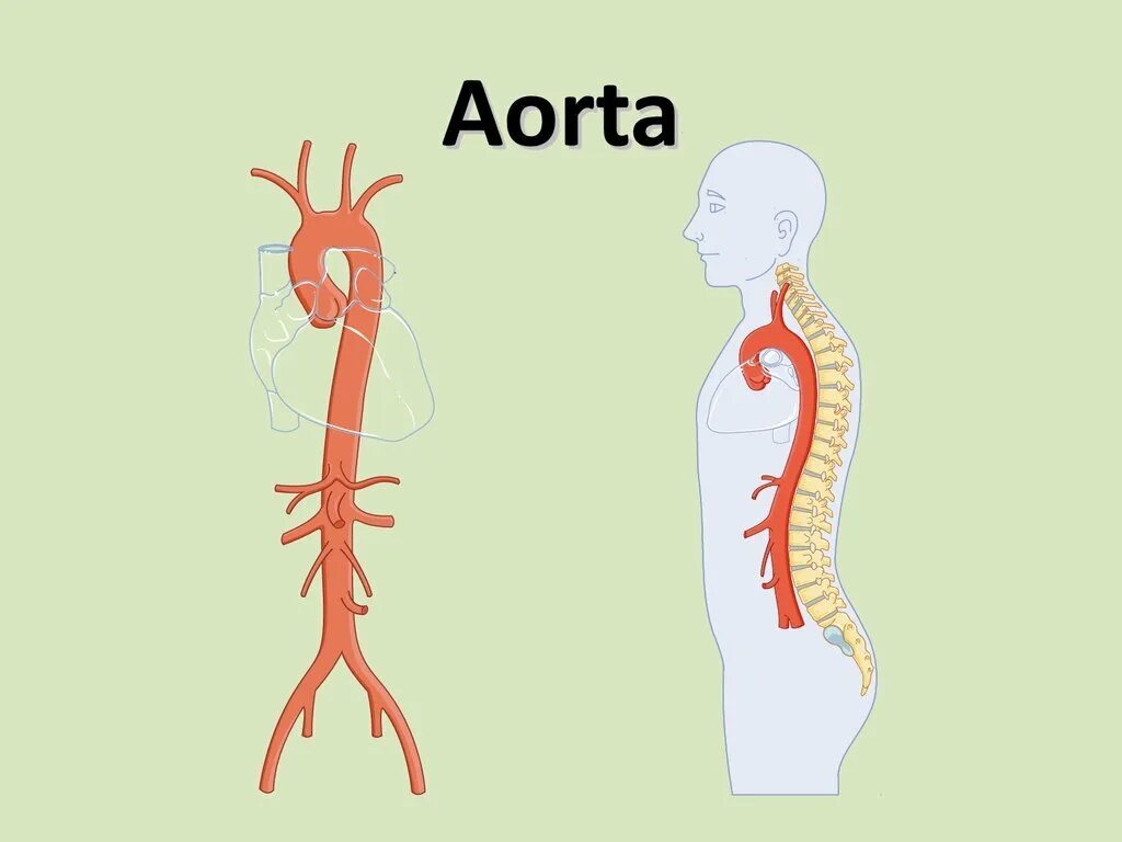 Отхождение аорты
