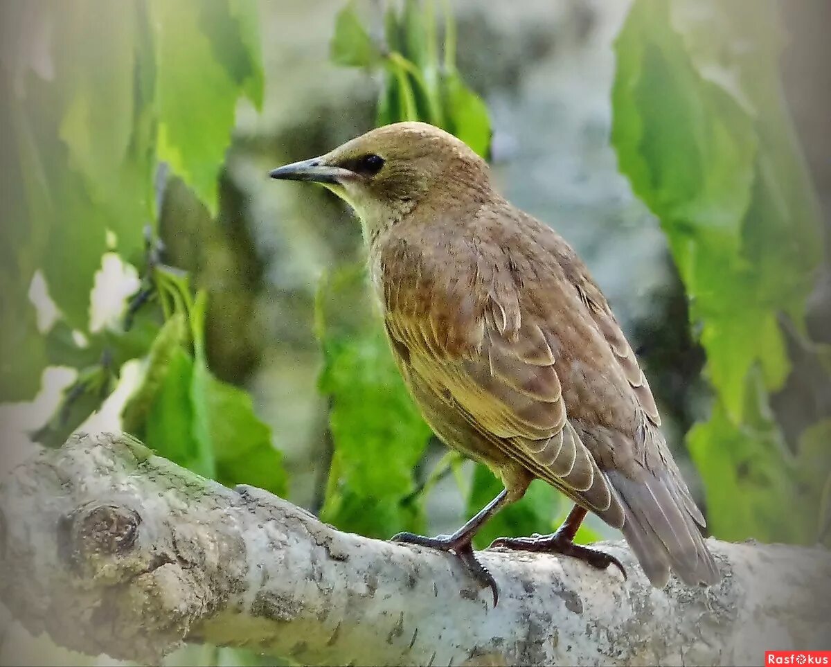 скворцов. обыкновенный скворец скворцы. скворец коричневый. бурый скворец. молодой скворец.