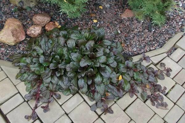 Ajuga, una planta generosa Garden, Garden landscaping, Plants