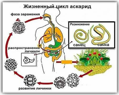 Жизненный цикл аскариды пути заражения. Цикл развития аскариды человеческой. Размножение аскариды человеческой. Жизненный цикл аскариды человеческой схема.