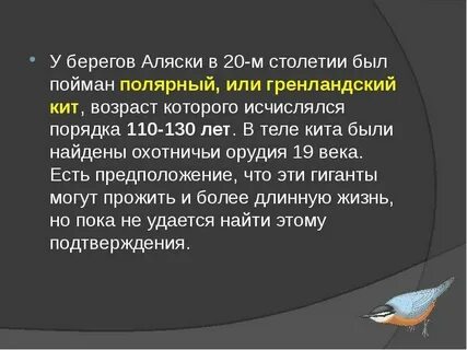 Температура тела кита