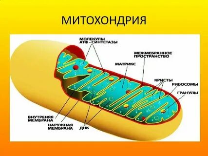 Митохондрии яйцеклетки