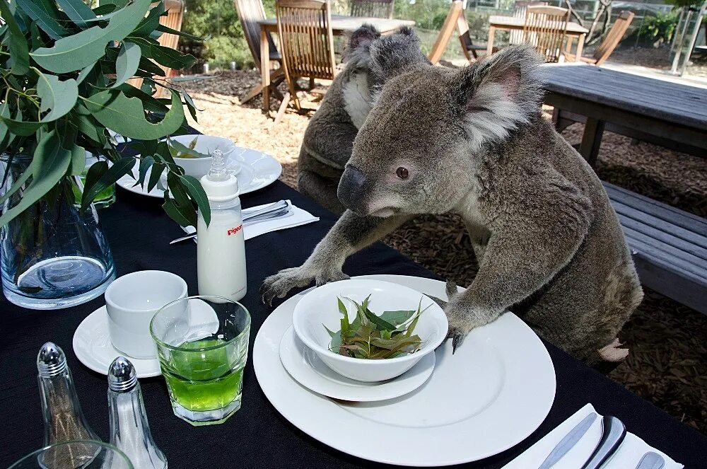 Едят ли коалы. Смешная коала. Коала питание. Куала кущант. Коала в Австралии.