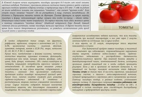 Когда ребенку можно помидор свежий