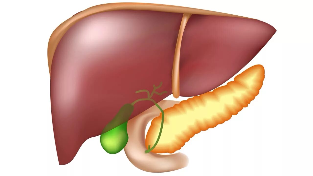 Печень без желчного. Печень и желчный пузырь. Желчный пузырь и поджелудочная железа. Печень картинка.