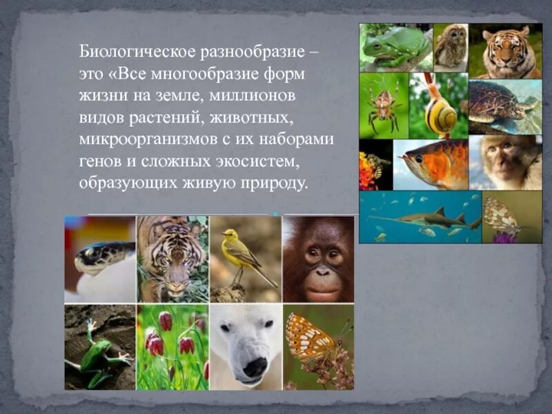 Разнообразие животного и растительного на земле