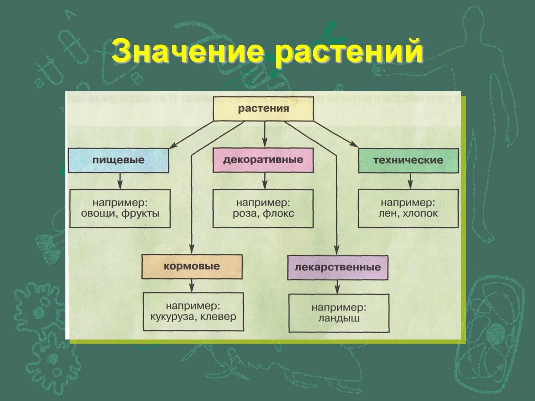 Какого значение растений в природе назовите одно. Значение растений. роль растений в жизни человека. значение растений в жизни человека. значение растений схема.