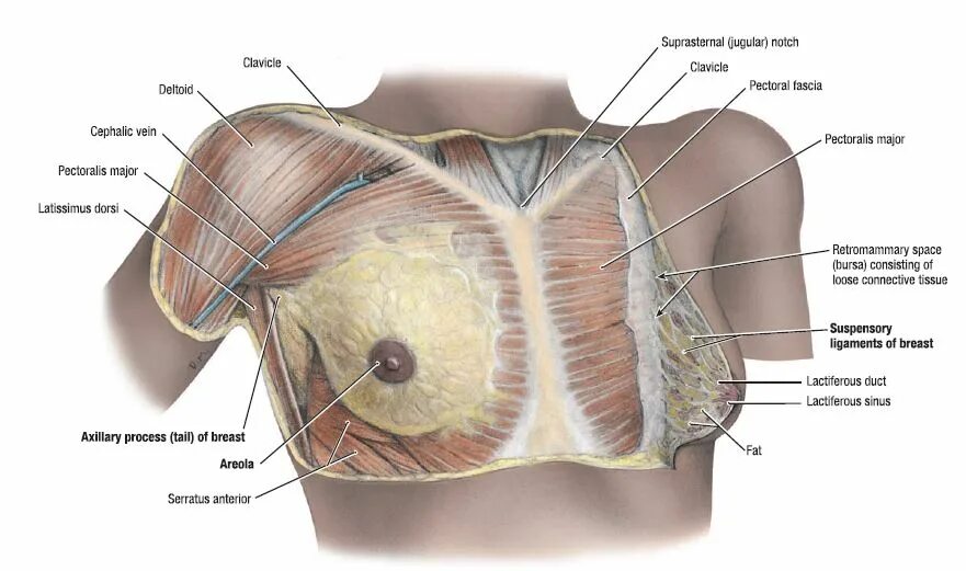 Как называют женскую железу. Грудная клетка анатомия мышцы женские. Мышцы и фасции грудной клетки. Мышцы грудины анатомия женщины. Женские грудные мышцы анатомия.