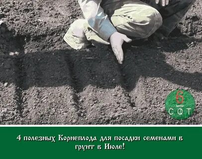 Когда сажать репу в открытый грунт