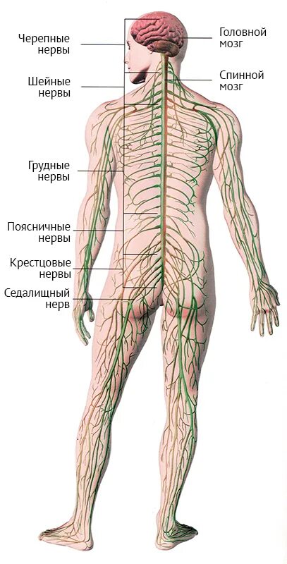 Лимфоузлы поясничного отдела схема. Лимфатическая система человека схема со спины. Лимфатическая система человека спина. Нервы у человека расположение. Лимфоузлы на пояснице